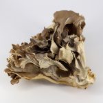 Майтаке • 60 капсул — изображение 6